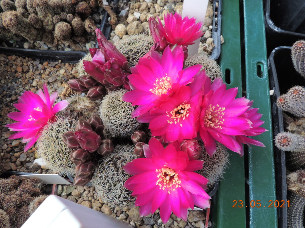 Cacti and Sukkulent in Köln, every day new flowers in the greenhouse Part 259 Bild7916