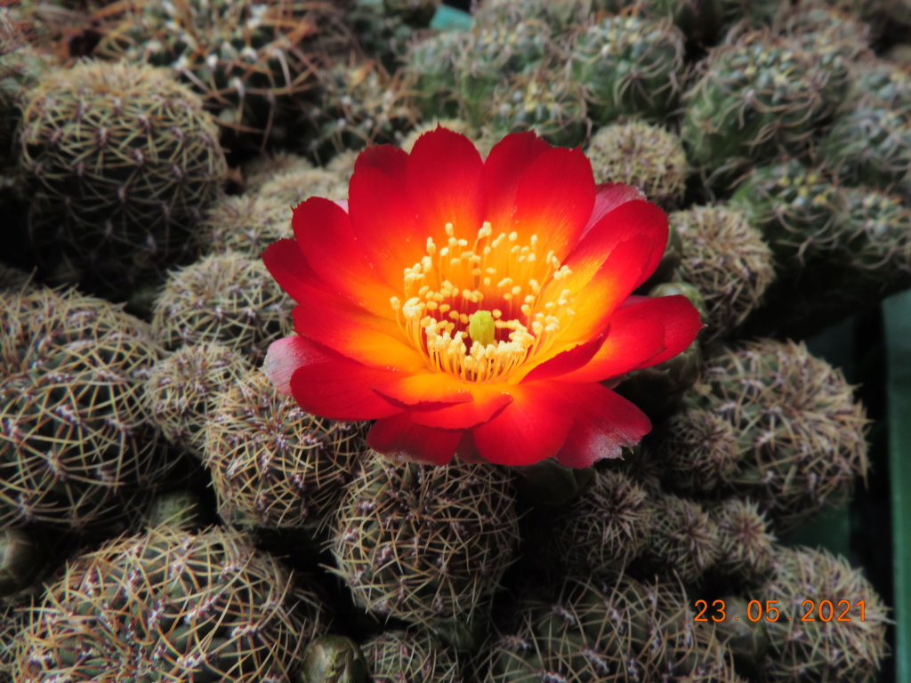 Cacti and Sukkulent in Köln, every day new flowers in the greenhouse Part 259 Bild7917