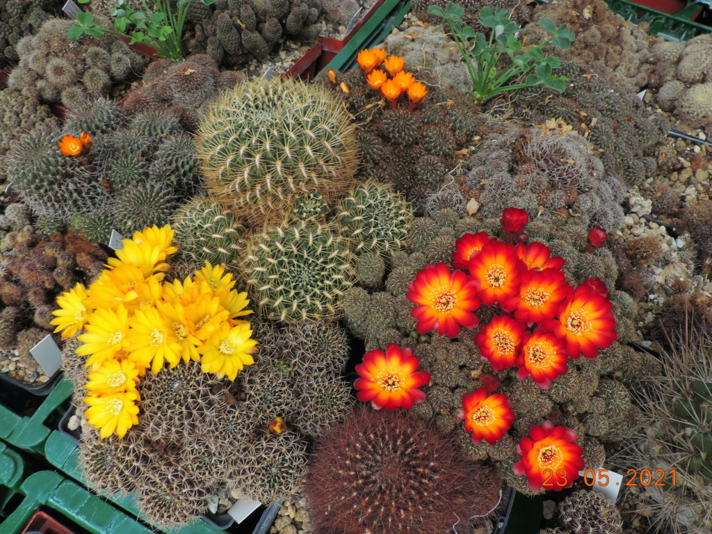 Cacti and Sukkulent in Köln, every day new flowers in the greenhouse Part 259 Bild7918