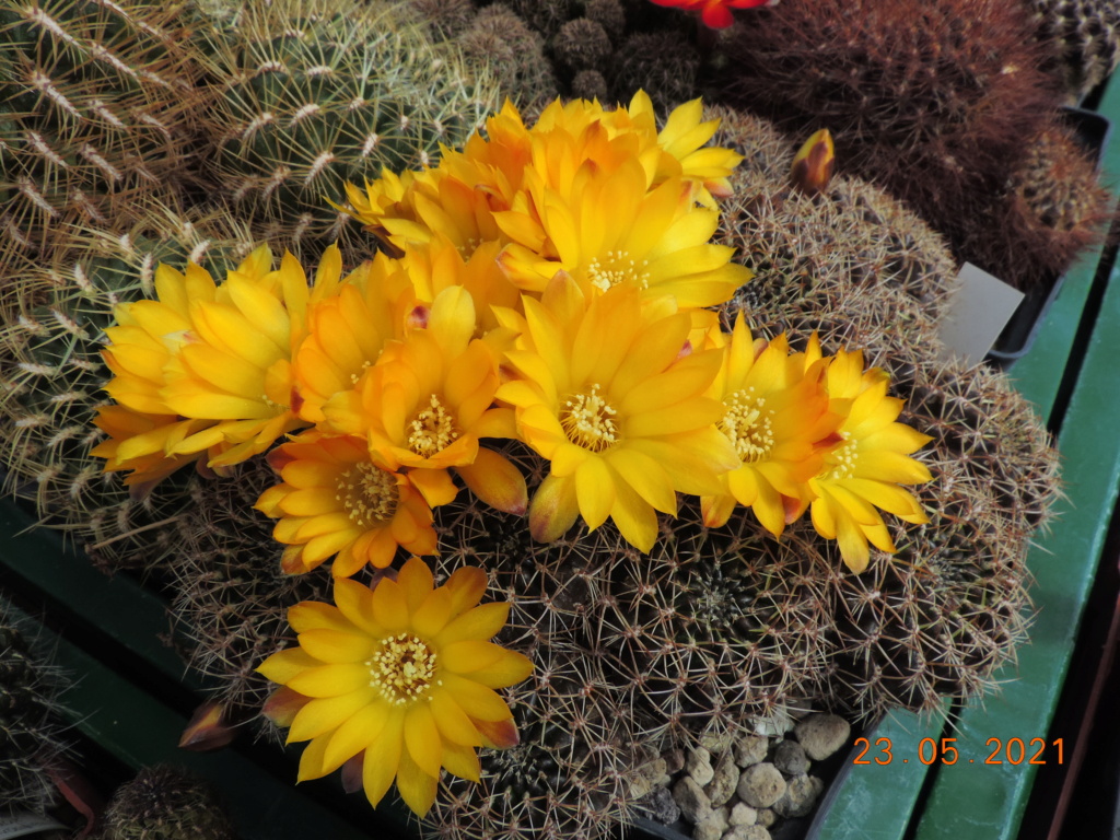 Cacti and Sukkulent in Köln, every day new flowers in the greenhouse Part 259 Bild7919