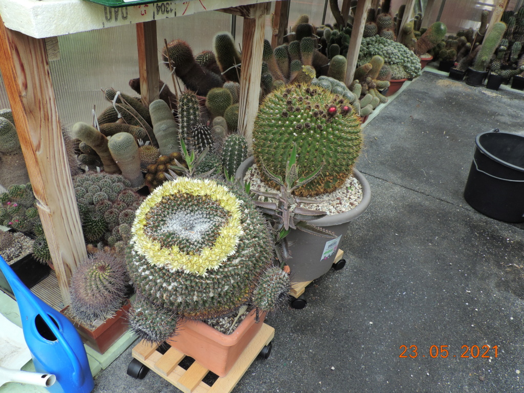 Cacti and Sukkulent in Köln, every day new flowers in the greenhouse Part 259 Bild7920
