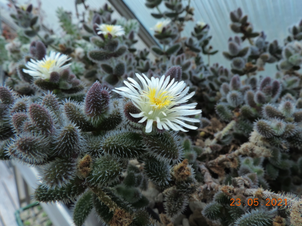 Cacti and Sukkulent in Köln, every day new flowers in the greenhouse Part 259 Bild7926