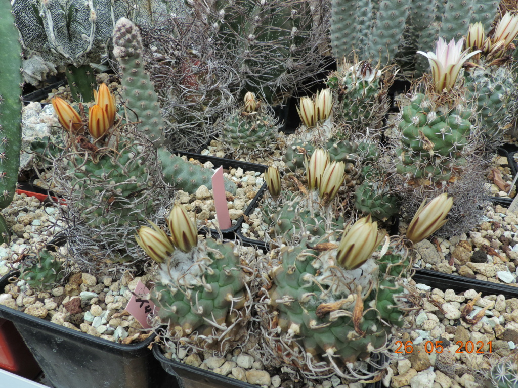 Cacti and Sukkulent in Köln, every day new flowers in the greenhouse Part 259 Bild7933