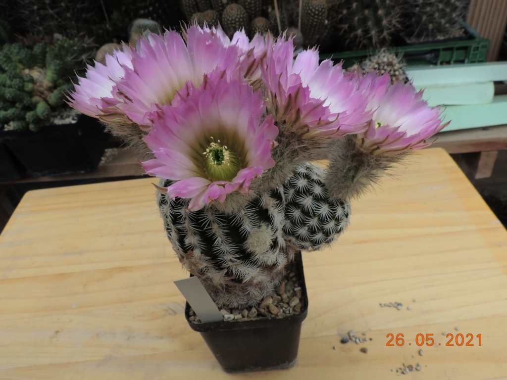 Cacti and Sukkulent in Köln, every day new flowers in the greenhouse Part 259 Bild7935