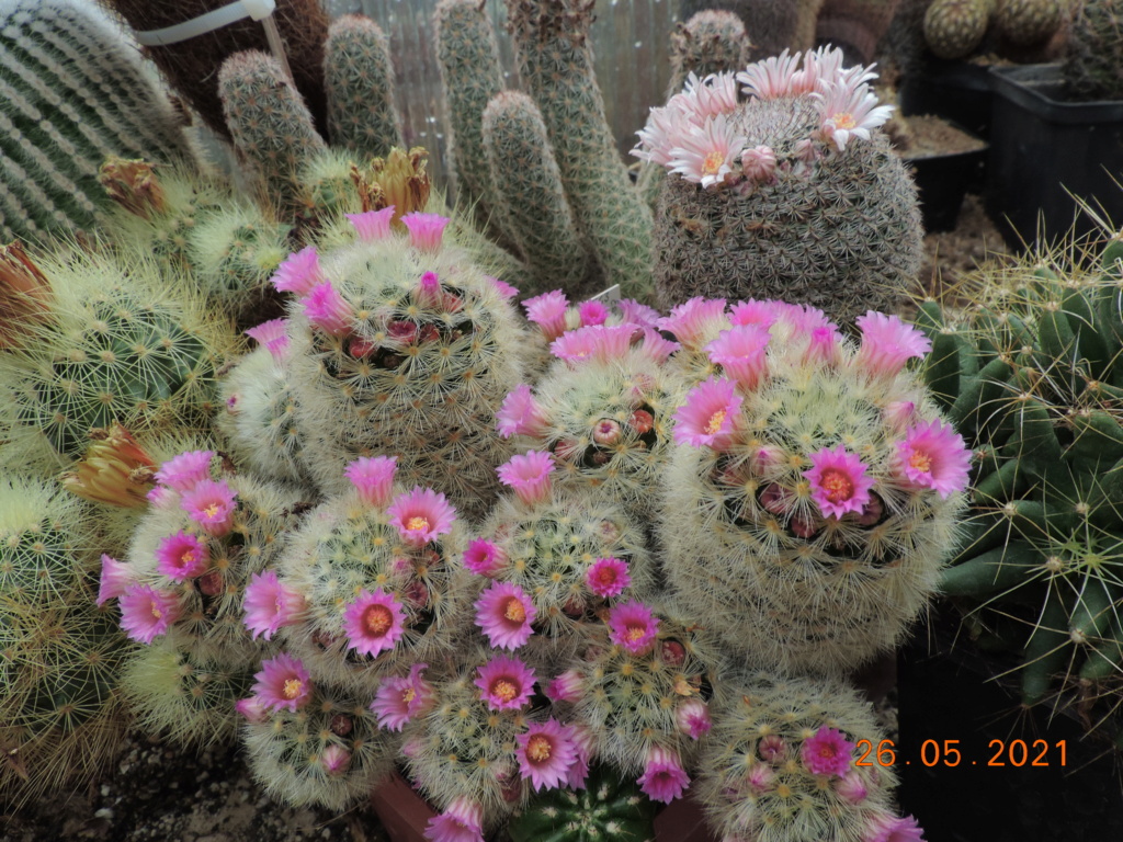 Cacti and Sukkulent in Köln, every day new flowers in the greenhouse Part 259 Bild7936