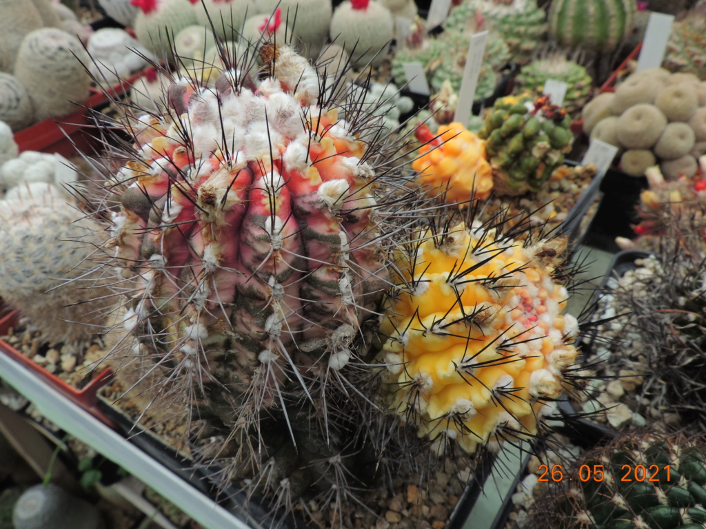 Cacti and Sukkulent in Köln, every day new flowers in the greenhouse Part 259 Bild7937