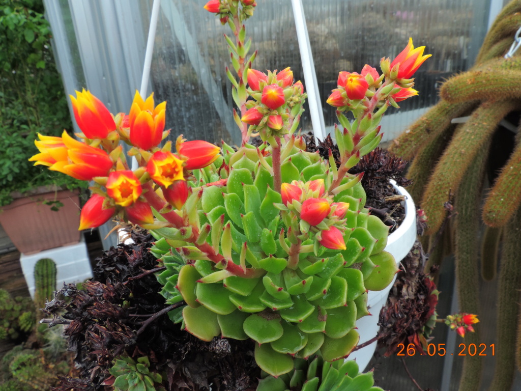 Cacti and Sukkulent in Köln, every day new flowers in the greenhouse Part 259 Bild7941