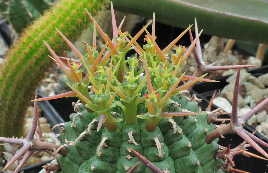 Cacti and Sukkulent in Köln, every day new flowers in the greenhouse Part 259 Bild7942