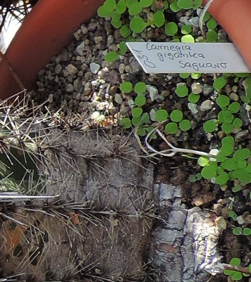 Cacti and Sukkulent in Köln, every day new flowers in the greenhouse Part 260 Bild7955