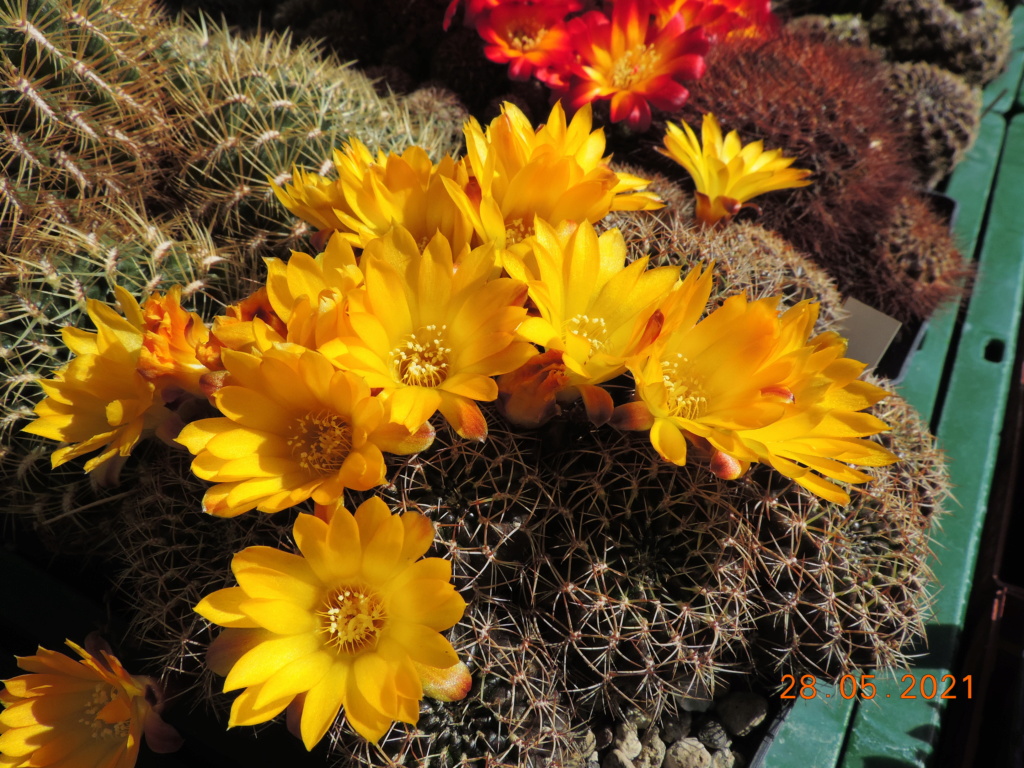 Cacti and Sukkulent in Köln, every day new flowers in the greenhouse Part 260 Bild7967