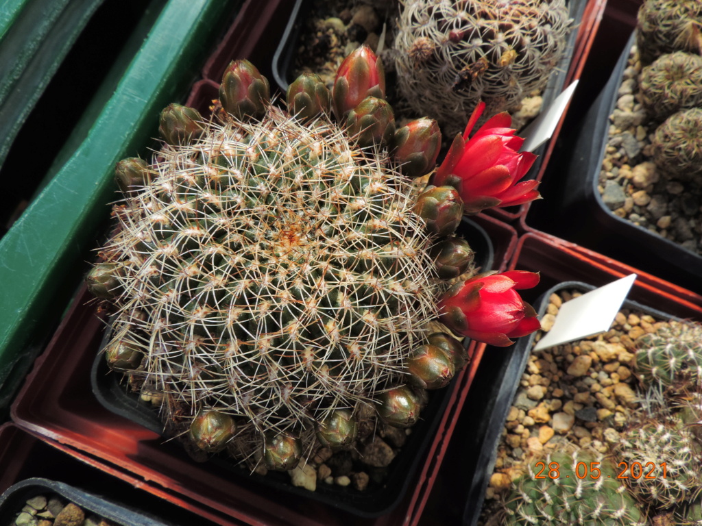 Cacti and Sukkulent in Köln, every day new flowers in the greenhouse Part 260 Bild7974