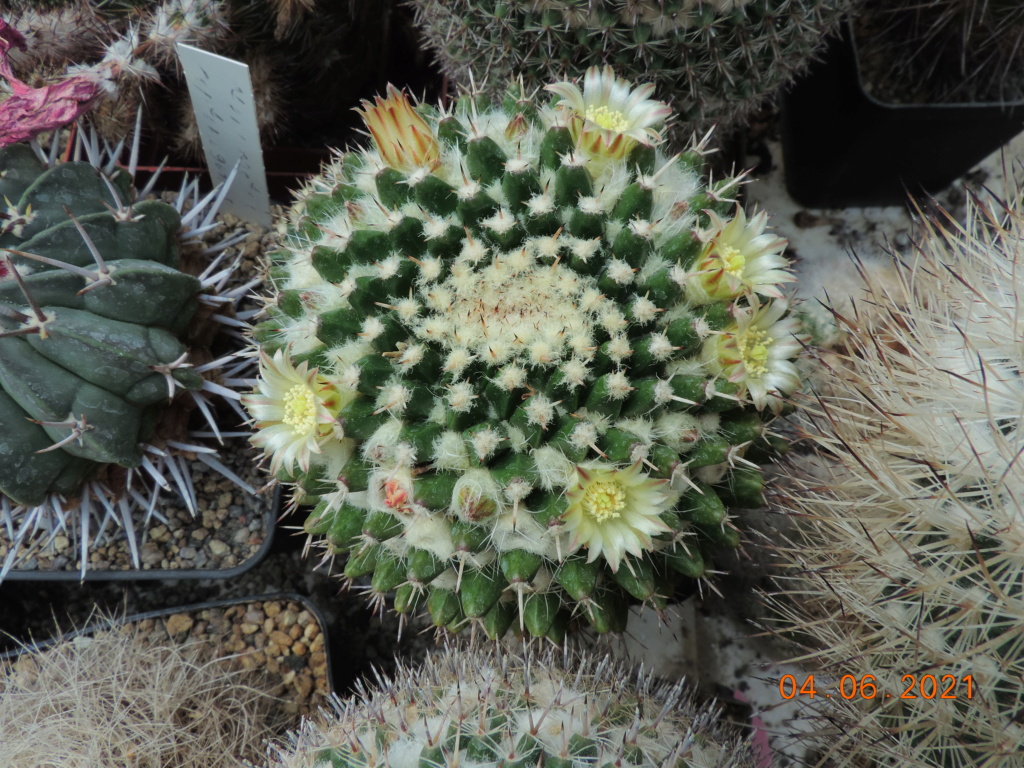 Cacti and Sukkulent in Köln, every day new flowers in the greenhouse Part 260 Bild7988