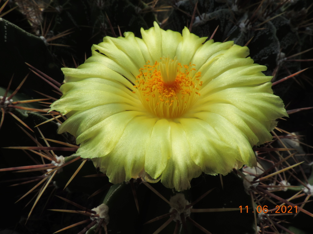 Cacti and Sukkulent in Köln, every day new flowers in the greenhouse Part 260 Bild8050