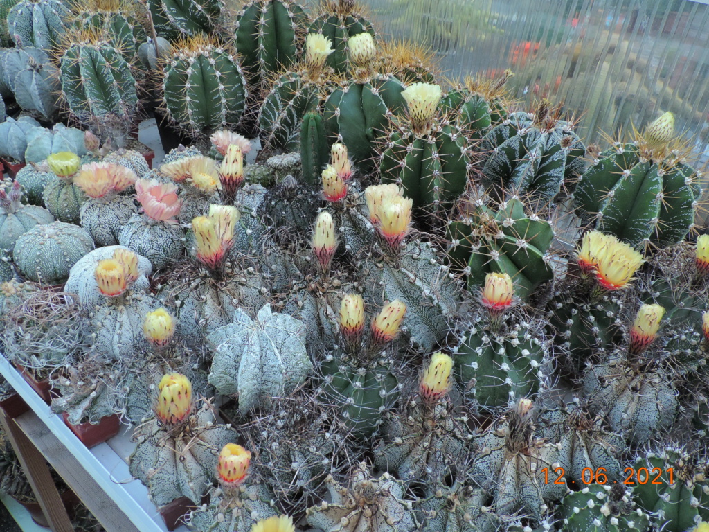 Cacti and Sukkulent in Köln, every day new flowers in the greenhouse Part 261 Bild8061