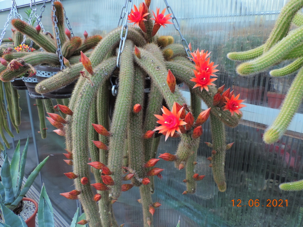 Cacti and Sukkulent in Köln, every day new flowers in the greenhouse Part 261 Bild8063
