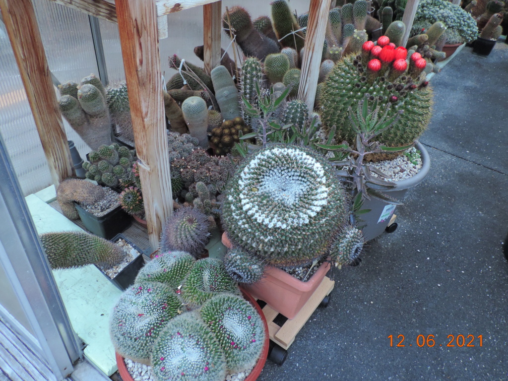 Cacti and Sukkulent in Köln, every day new flowers in the greenhouse Part 261 Bild8064