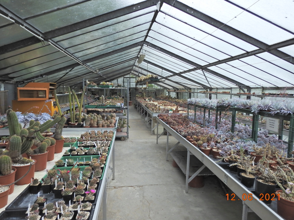 Cacti and Sukkulent in Köln, every day new flowers in the greenhouse Part 261 Bild8065