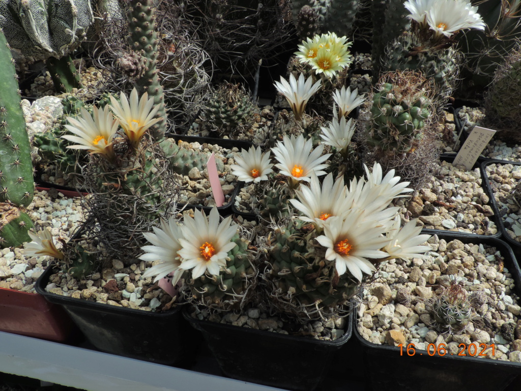 Cacti and Sukkulent in Köln, every day new flowers in the greenhouse Part 261 Bild8070