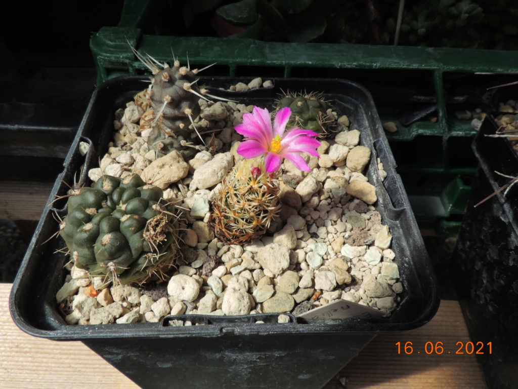 Cacti and Sukkulent in Köln, every day new flowers in the greenhouse Part 261 Bild8071