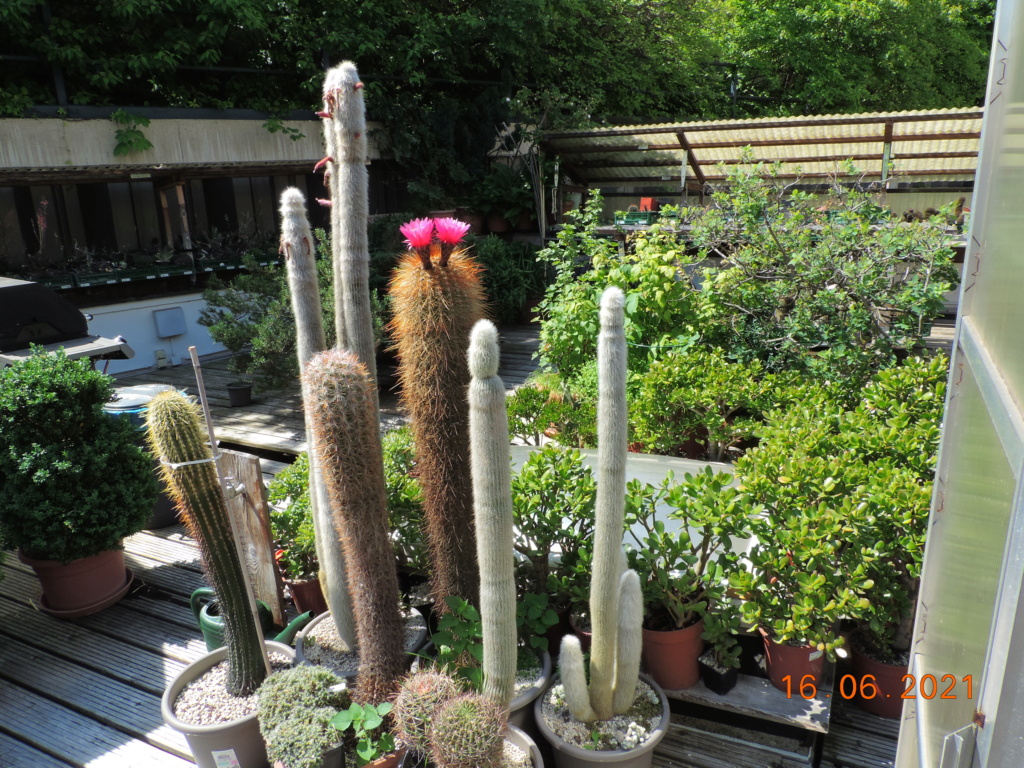 Cacti and Sukkulent in Köln, every day new flowers in the greenhouse Part 261 Bild8072