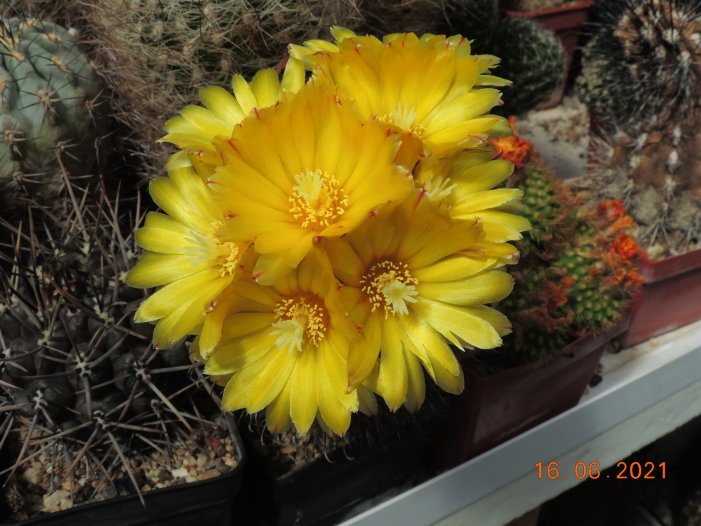 Cacti and Sukkulent in Köln, every day new flowers in the greenhouse Part 261 Bild8073