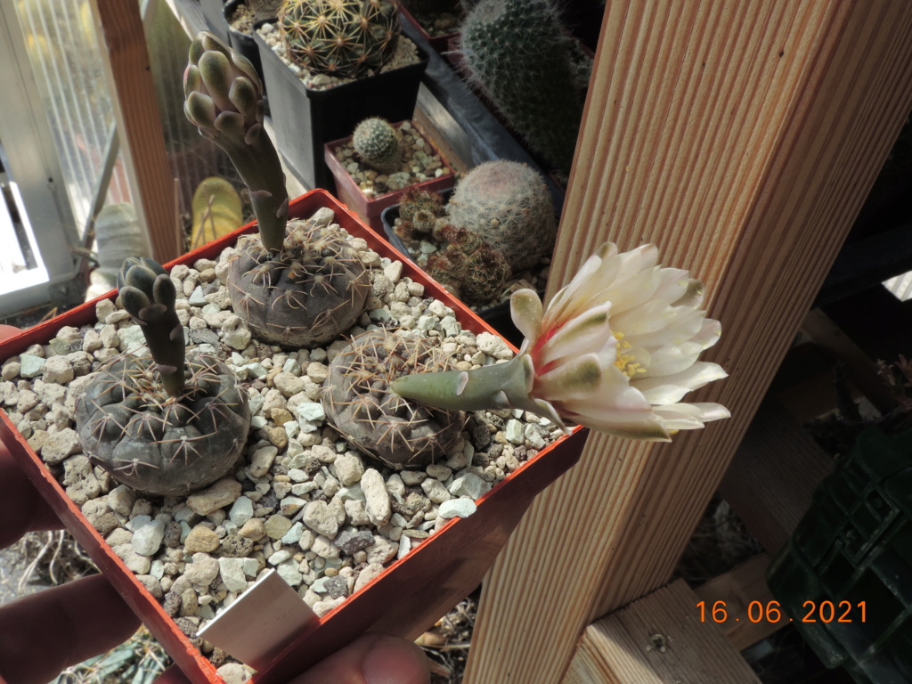Cacti and Sukkulent in Köln, every day new flowers in the greenhouse Part 261 Bild8074