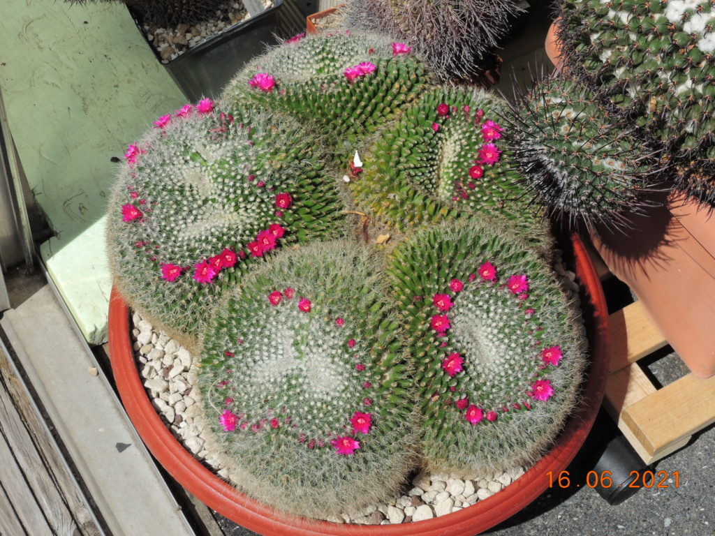 Cacti and Sukkulent in Köln, every day new flowers in the greenhouse Part 261 Bild8077
