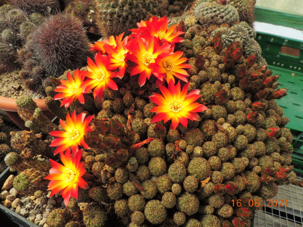 Cacti and Sukkulent in Köln, every day new flowers in the greenhouse Part 261 Bild8080