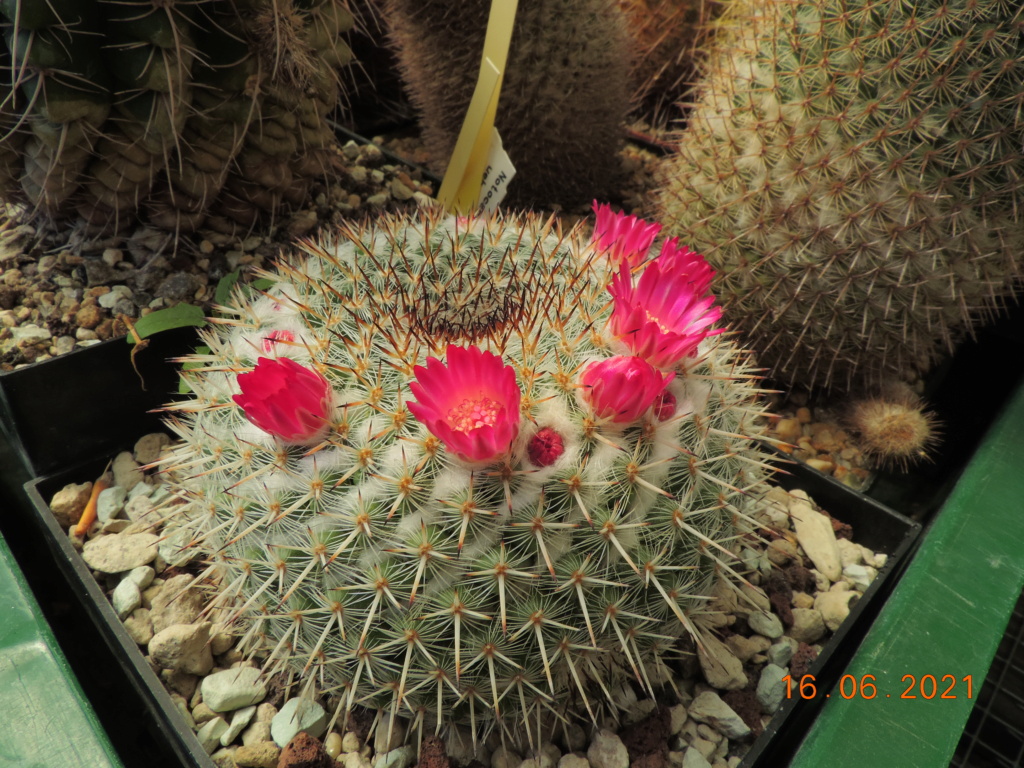 Cacti and Sukkulent in Köln, every day new flowers in the greenhouse Part 261 Bild8081