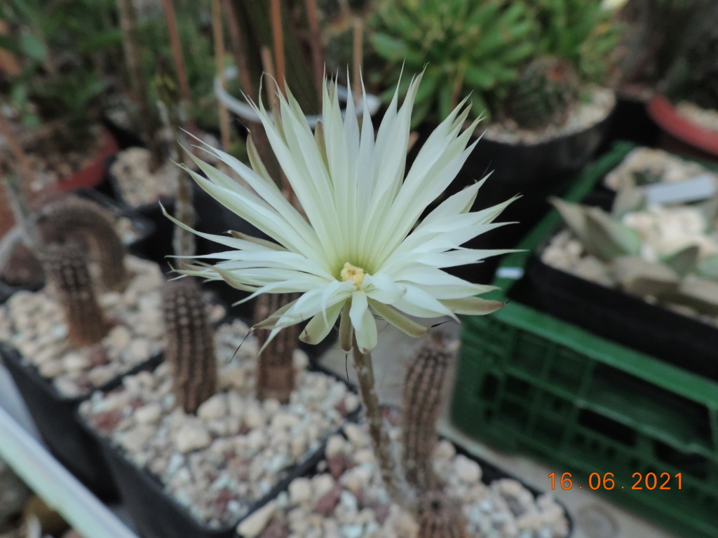 Cacti and Sukkulent in Köln, every day new flowers in the greenhouse Part 261 Bild8083