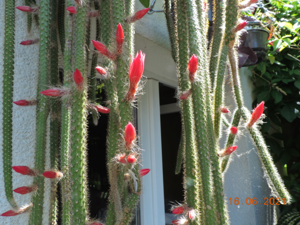 Cacti and Sukkulent in Köln, every day new flowers in the greenhouse Part 261 Bild8084