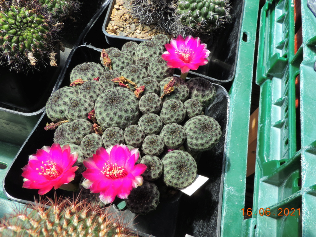 Cacti and Sukkulent in Köln, every day new flowers in the greenhouse Part 261 Bild8087