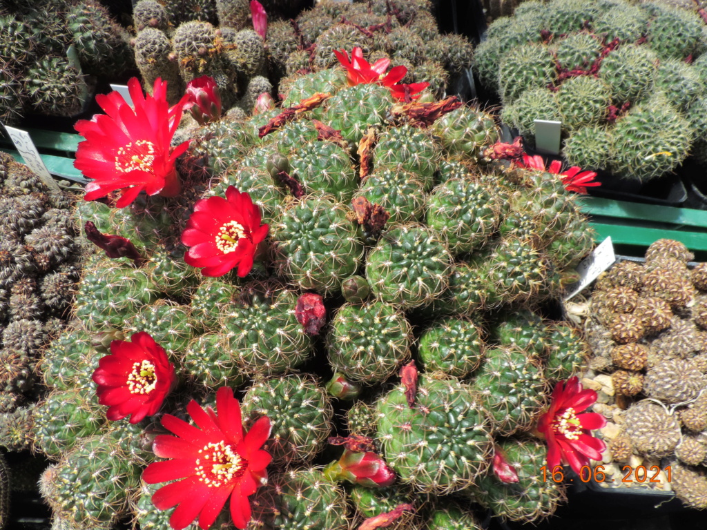 Cacti and Sukkulent in Köln, every day new flowers in the greenhouse Part 261 Bild8088