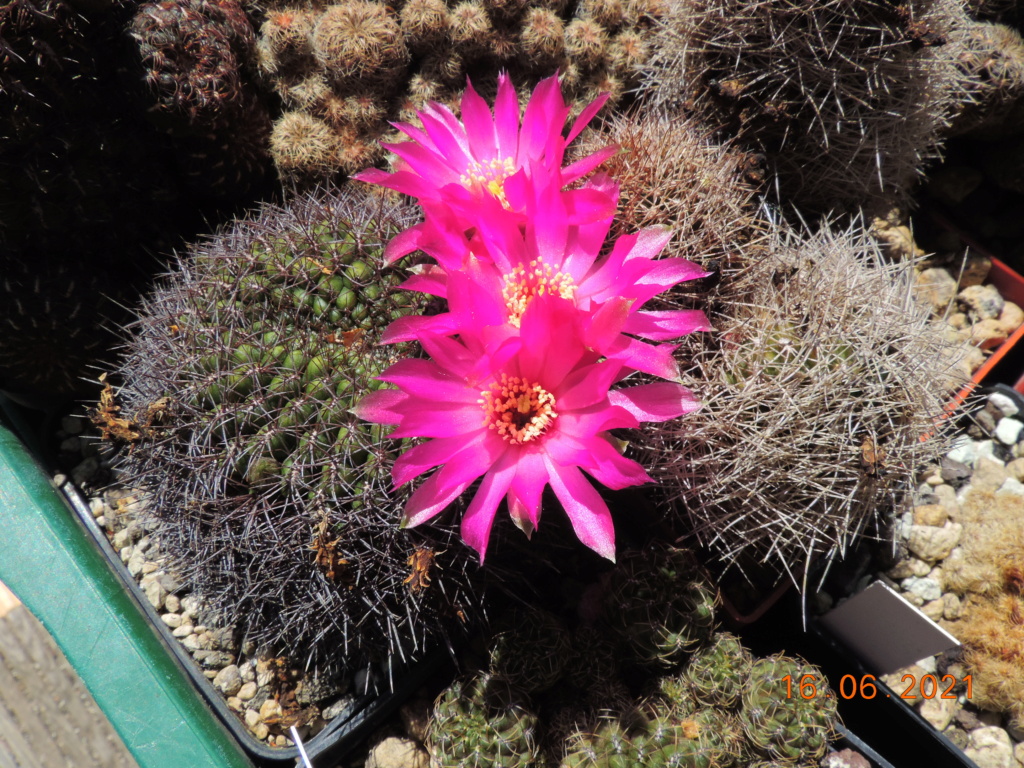 Cacti and Sukkulent in Köln, every day new flowers in the greenhouse Part 261 Bild8089