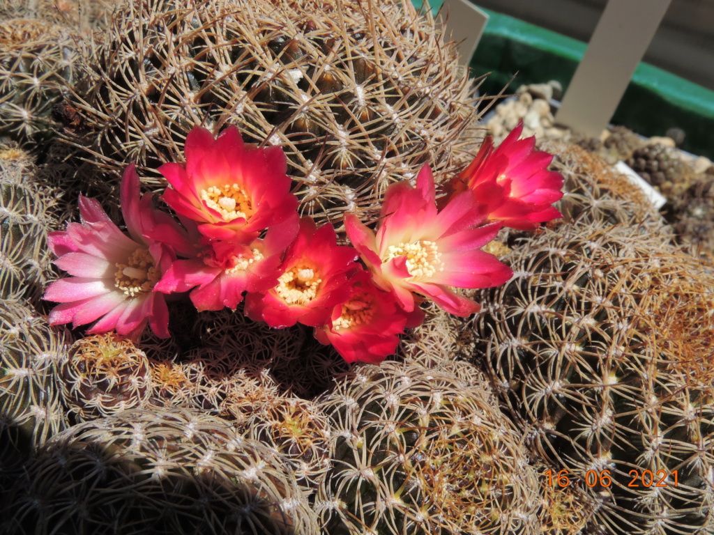 Cacti and Sukkulent in Köln, every day new flowers in the greenhouse Part 261 Bild8090