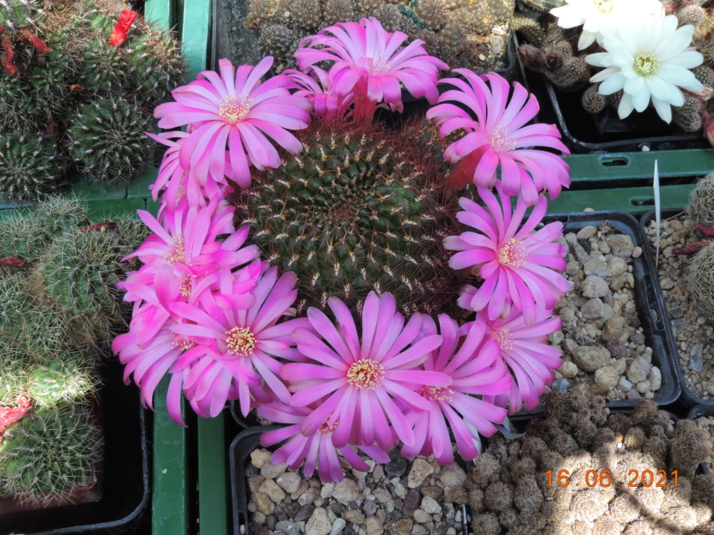 Cacti and Sukkulent in Köln, every day new flowers in the greenhouse Part 261 Bild8092