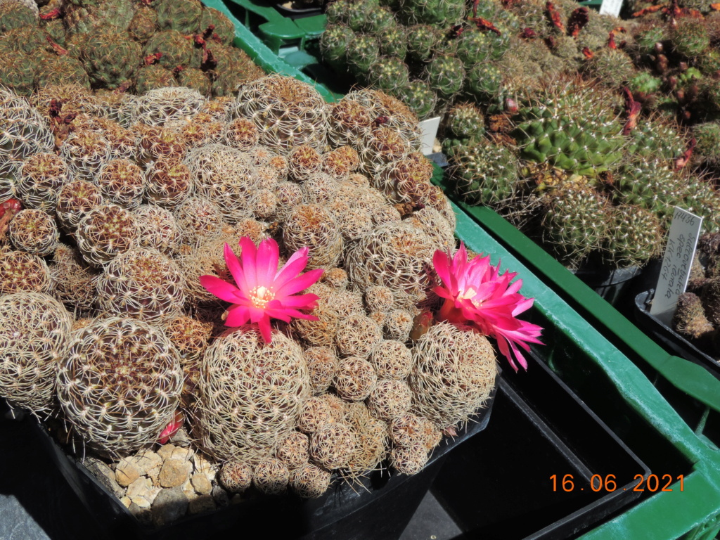 Cacti and Sukkulent in Köln, every day new flowers in the greenhouse Part 261 Bild8094