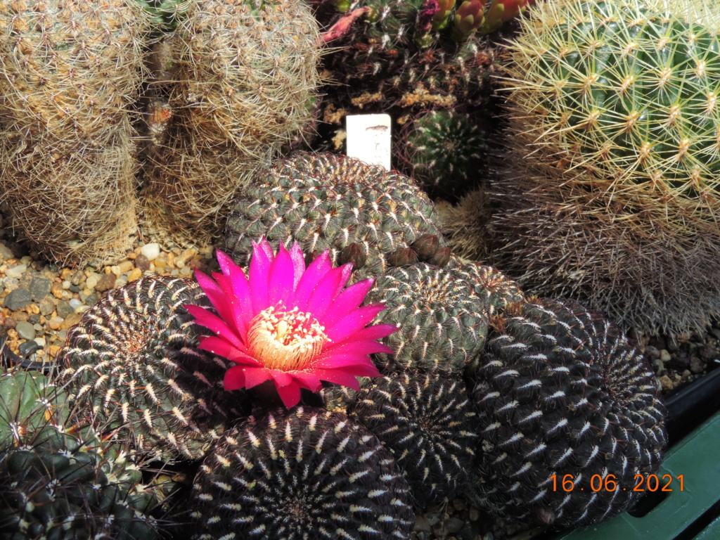 Cacti and Sukkulent in Köln, every day new flowers in the greenhouse Part 261 Bild8095