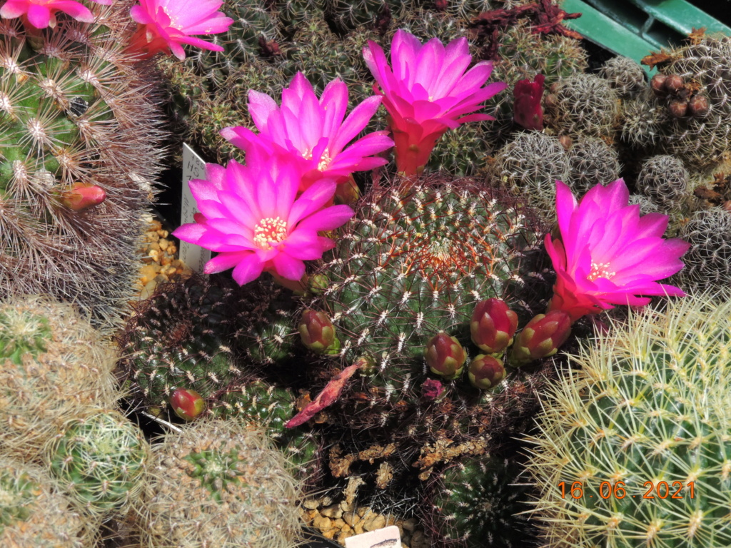 Cacti and Sukkulent in Köln, every day new flowers in the greenhouse Part 261 Bild8096