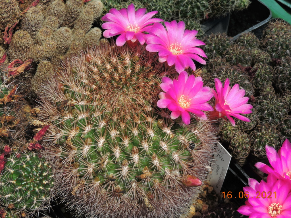 Cacti and Sukkulent in Köln, every day new flowers in the greenhouse Part 261 Bild8097