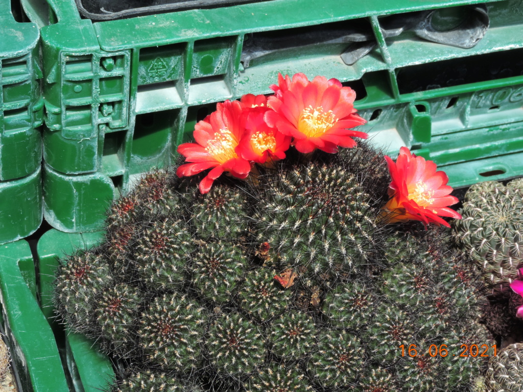 Cacti and Sukkulent in Köln, every day new flowers in the greenhouse Part 261 Bild8098