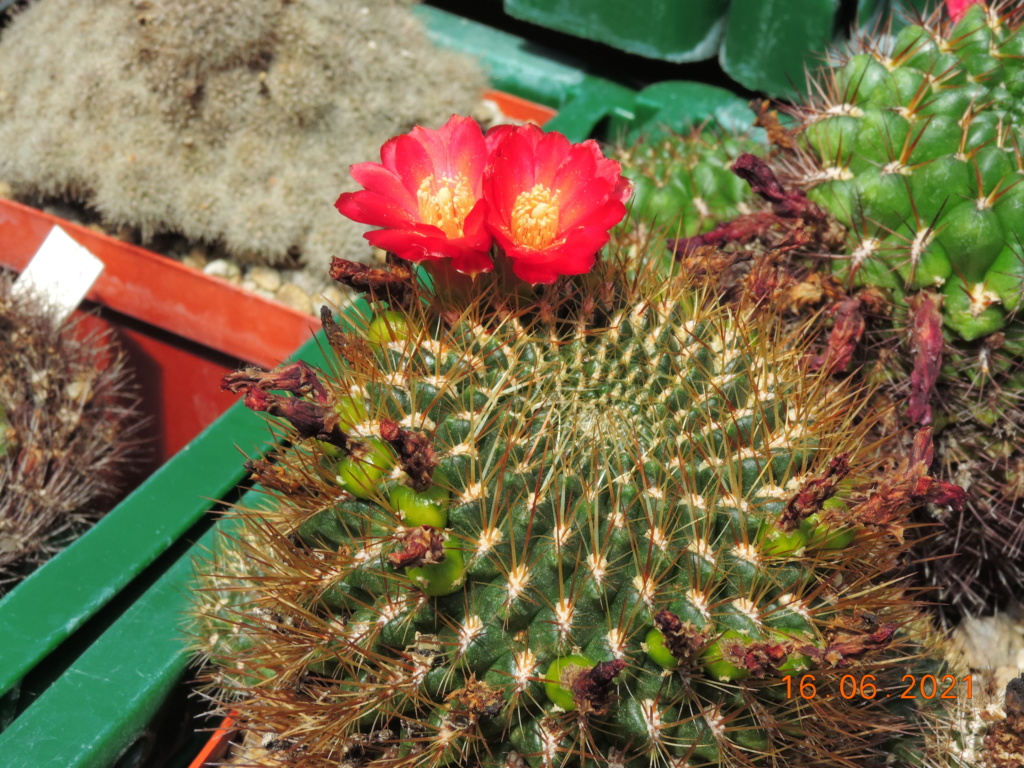 Cacti and Sukkulent in Köln, every day new flowers in the greenhouse Part 261 Bild8103