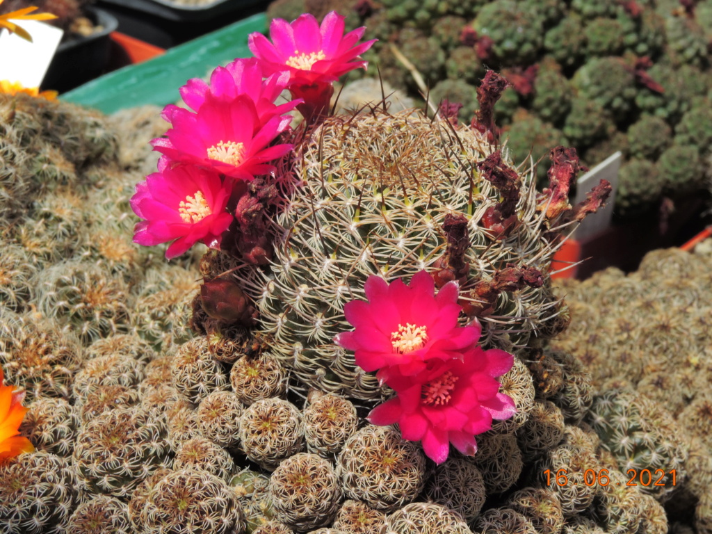 Cacti and Sukkulent in Köln, every day new flowers in the greenhouse Part 261 Bild8104