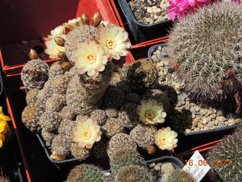 Cacti and Sukkulent in Köln, every day new flowers in the greenhouse Part 261 Bild8107