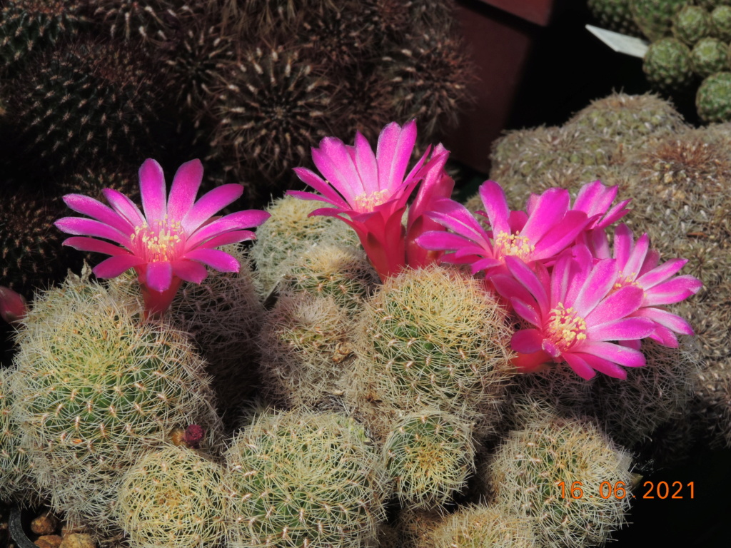 Cacti and Sukkulent in Köln, every day new flowers in the greenhouse Part 261 Bild8109
