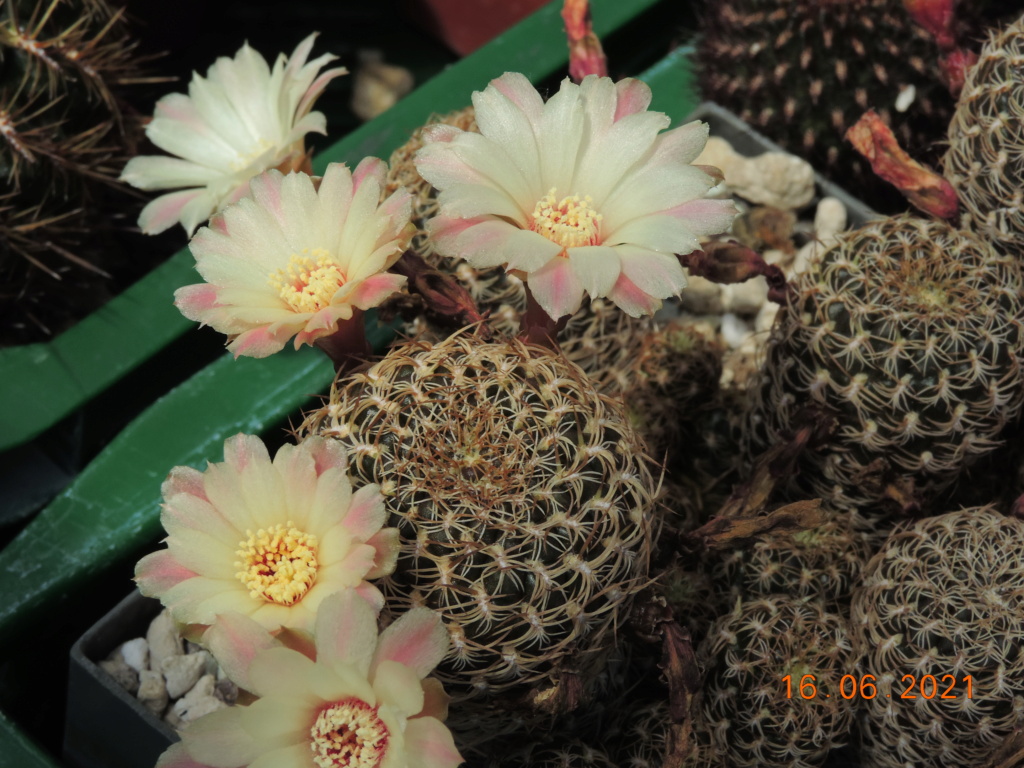 Cacti and Sukkulent in Köln, every day new flowers in the greenhouse Part 261 Bild8110