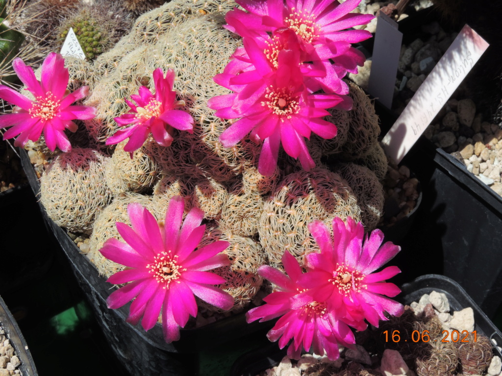 Cacti and Sukkulent in Köln, every day new flowers in the greenhouse Part 261 Bild8111