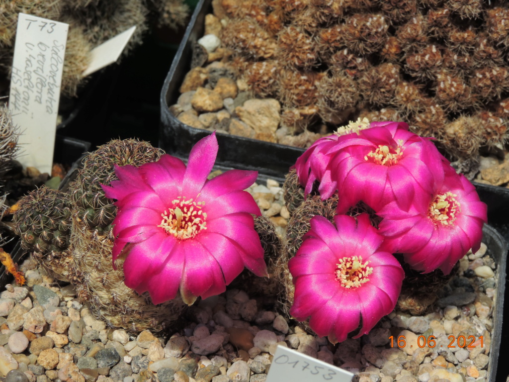 Cacti and Sukkulent in Köln, every day new flowers in the greenhouse Part 261 Bild8115