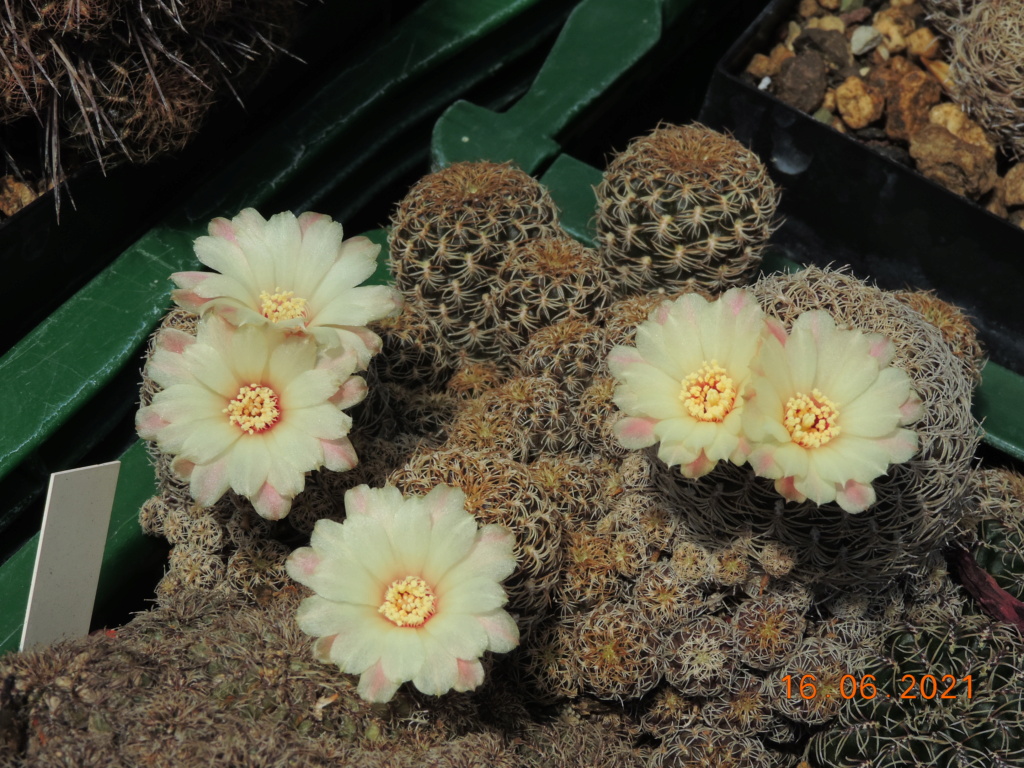 Cacti and Sukkulent in Köln, every day new flowers in the greenhouse Part 261 Bild8117