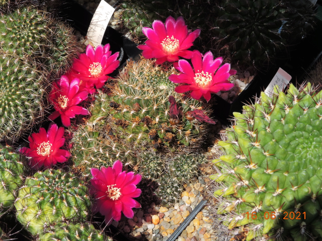 Cacti and Sukkulent in Köln, every day new flowers in the greenhouse Part 261 Bild8118